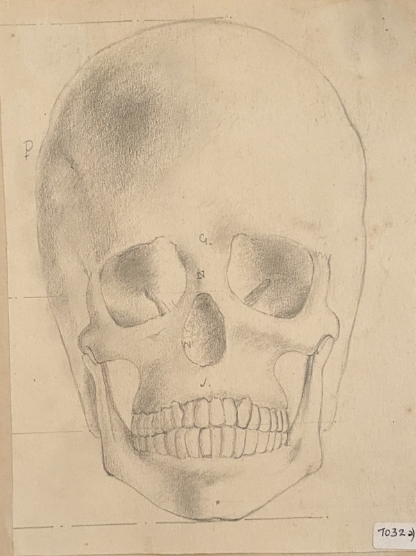 Study Human Skull ; Richards, Albert; 1935-1939; BIKGM.7032.1