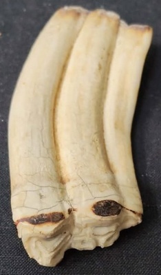 tooth 2