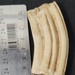 tooth 1