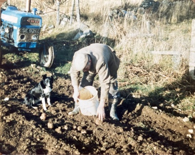 Photograph, Archie McGinley picking tatties at Inverharroch farm; 1980s; CT.2023.01.09