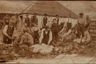 Photograph, sheep shearing at the Gauch; 1900s; CT.2022.04.19