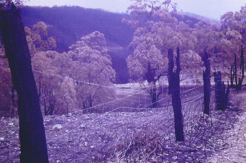 Fox Creek Road after Ash Wednesday fire ; 1983 eHive