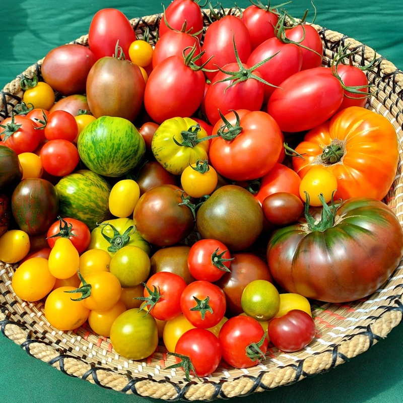 Mountain View Tomatoes eHive