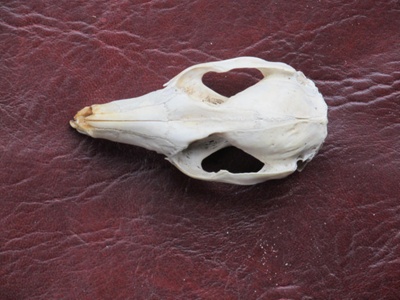 Wallaby Skull - Red necked wallaby; MELA_2022-050 | eHive