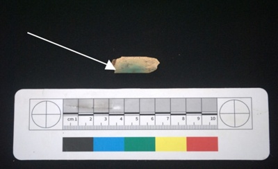 animal bone; rib; 7 | eHive