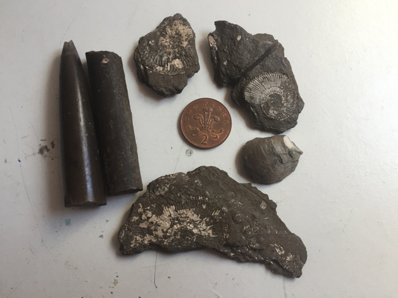 First Finds Palaeontology Kings Dyke Oxford Clay OC1 EHive