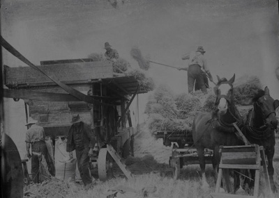 Farming. Threshing Machine. Feeding it's Maw. The drive Belts to a Traction Engine are on the Left. A Fresh Horse Drawn Load of cut Grain Arrives on the Right. Men Fork it into the Machine. Canterbury, New Zealand. 1 image item