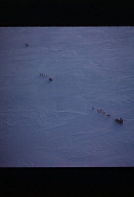 Antarctica. Winter Party Members on a Sledging Trip With Huskies, Seen From Flight Above. image item