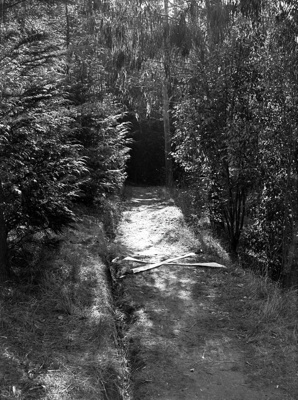 Crime. Murder Scene Where Pauline Parker and Juliet Hulme Murdered Pauline’s Mother Honorah. Victoria Park, Christchurch, Canterbury, New Zealand image item