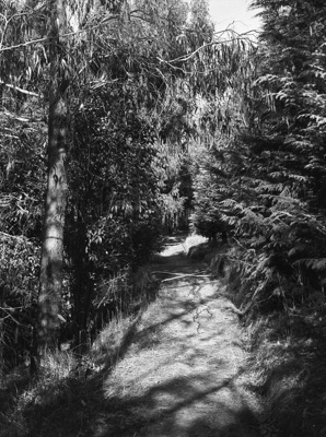 Crime. Murder Scene Where Pauline Parker and Juliet Hulme Murdered Pauline’s Mother Honorah. Victoria Park, Christchurch, Canterbury, New Zealand image item