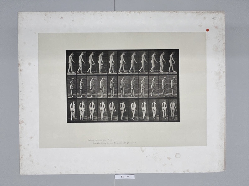 Collotype, Motion Studies, Human; Muybridge, Eadweard; 1887; EM1187 | eHive