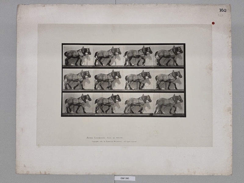 Collotype, Motion Studies, Animal; Muybridge, Eadweard; 1887; EM1390 ...