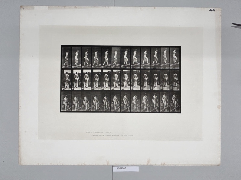 Collotype, Motion Studies, Human; Muybridge, Eadweard; 1887; EM1080 | eHive
