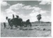 Haymaking on Ferguson's farm, East Tamaki; 1955; 2017.189.87