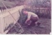 David Edwards cleaning up the churchyard; 1/09/1983; 2019.129.21
