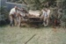 Arthur White, Alan la Roche and David White pulling Ron Richardson's farm wagon out of  the bush on the Anawhata farm of Graham Craw.
; La Roche, Alan; c1990; P2020.19.04