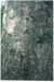 Maori bark carvings on Karaka trees; La Roche, Alan; 1990; 2017.084. 26