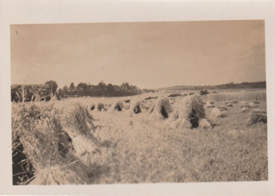 Wheat sheaves on Dufty Bell's farm.; c1950; 2017.585.38