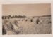 Wheat sheaves on Dufty Bell's farm.; c1950; 2017.585.38