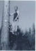 Paul Buckley, son of Ivy Hicks nee Smallman topping trees at Whitford.; c1980; 2018.419.17