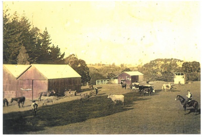 Cascades Farm, Pakuranga farming, 1935; Hattaway, Alf; c1930; 2016.283.67