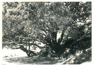 The ancient pohutukawa tree at Cockle Bay.; 1907; 2017.199.08
