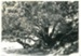 The ancient pohutukawa tree at Cockle Bay.; 1907; 2017.199.08