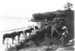 Horses on Howick Beach; 1910; 5021