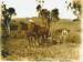 Ploughing on Bell Farm 1910.; Bell, Elsie; 1910; 2018.065.68