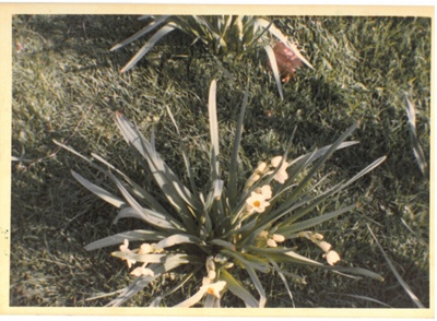 Jonquils flowering at Hawthorn Farm, 1982.; Hattaway, Robert; 1982; 2016.278.69