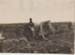 Early tractor ploughing in South Auckland.; c1920s; 2017.587.40