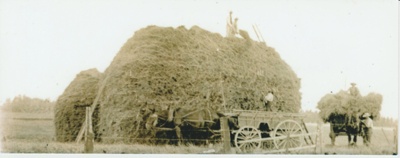 Making a haystack at Bell Farm.; c1905; 2017.569.13