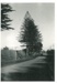 Norfolk Pine; La Roche, Alan; Sept. 1970; 2016.296.90
