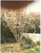 Pear tree in blossom, Hawthorn Farm, 1982; Hattaway, Robert; 1982; 2016.278.64