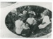 Wiseman family picnic, Maraetai; January 13 1908; 2017.300.54