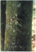 Maori bark carvings on Karaka trees; La Roche, Alan; 1990; 2017.084.25