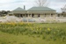 Look across daffodils in Lloyd Elsmore Park to cars parked in front of White's Homestead in Howick Historical Village.; La Roche, Alan; Spring 2017; P2022.01.13