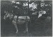 Elsie, Joe and Athol Hemming in a pony and trap; c1904; 2017.147.23