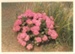 Hydrangeas at Hawthorn Farm, 1982.; Hattaway, Robert; 1983; 2016.278.71