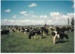The dairy herd at Warwick Hoyte's town milk supply; La Roche, Alan; 1988; 2017.150.28
