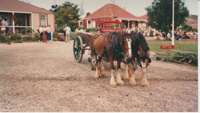 Paul Halverson's Clydesdale horses.; 1/12/1987; 2019.112.09