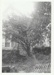 Kay Langdon's cottage at 33 Drake Street, Howick before its removal to Howick Historical Village to become Brindle Cottage. Shows a large tree in the foreground.; La Roche, Alan; June 1977; P2021.38.05