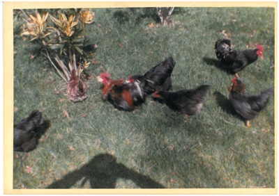 Chickens at Hawthorndene; Hattaway, Robert; 2016.281.76
