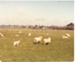 Sheep at Hawthorndene; c1990; 2016.265.49
