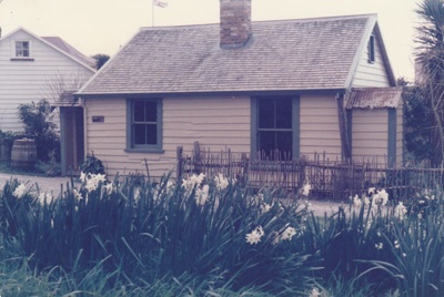 Looking across a patch of daffodils to Maher-Gallagher Cottage in the Howick Historical Village.; La Roche, Alan; September 1986; P2020.92.03