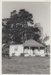 Colonel de Quincy's cottage in Bells Road.; La Roche, Alan; 1/04/1973; 2018.084.11