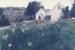 Looking across a patch of daffodils to Sergeant Barry's cottage and the Methodist Church in the Howick Historical Village.; La Roche, Alan; September 1986; P2020.131.06