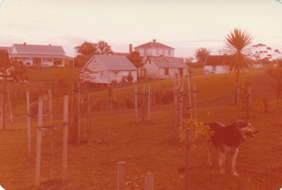 A dog in front of a newly planted area with Sergeant Barry's and Bell House behind fencible cottages on Church Street at Howick Historical Village.; La Roche, Alan; April 1981; P2022.24.07