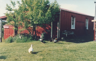 Ducks and chickens outside Udy's Barn in Howick Historical Village.; La Roche, Alan; c2002; P2021.46.09