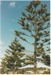 Norfolk Pines at Eastern Beach; Eastern Courier; 9.6.1993; 2017.046.10